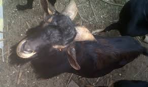 Jenis kambing ini adalah salah satu ras unggul kambing yang pertama kali dikembangkan di indonesia. Kambing Kosta Kambing Khas Banten Yang Harus Dijaga Kelestariannya Star Farm International