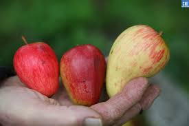 Aghione Les Fruits Oublies De Corse Menaces De Disparition Repertories Ils Auront Leur Verger Conservatoire