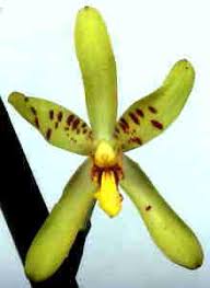 Image result for Aeranthes africana