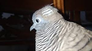 Tapi selain fakta tadi, burung perkutut sebenarnya masih memiliki sisi lain yang jarang diketahui orang. Cara Bedakan Perkutut Jambul Songgo Ratu Asli Palsunya Youtube