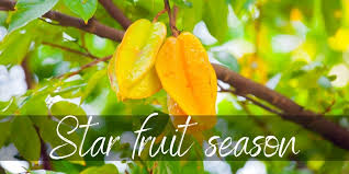 By now you already know that, whatever you are looking for, you're sure to find it on aliexpress. When Is Star Fruit In Season Here S What You Should Know Foodiosity