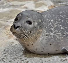 Seal (plural seals) a pinniped (pinnipedia), particularly an earless seal (true seal) or eared seal. Fb Live Answers Harbor Seals Mystic Aquarium