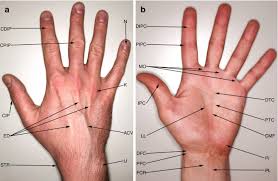 Image result for Hand Anatomy