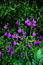 Image result for Sebaea microphylla