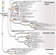 Image result for Humularia kapiriensis