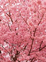 Free Frozen Valentine S Day Printables Treatbagtoppers And Hershey Kiss Sticker Labels Blossom Trees Beautiful Flowers Flowering Trees