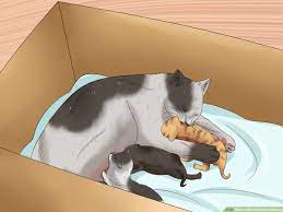 How To Move Newborn Kittens 8 Steps With Pictures Wikihow