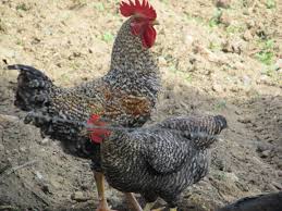 File:Casal de galinha caipira carijó - IMG 1355.jpg - Wikimedia Commons