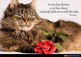 Cat and dog friendship quotes dogs believe every stranger is a friend they haven't met yet. Cats Quotes