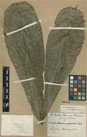 Image result for Uvariodendron