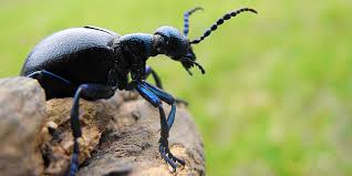 Der Schwarzblaue Olkafer Ist Insekt Des Jahres 2020 Nabu