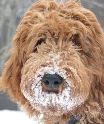 If you have concerns about allergies in your house please find more information. Pin By Ana Milne On Ana S Bored Labradoodle Australian Labradoodle Labradoodle Dogs