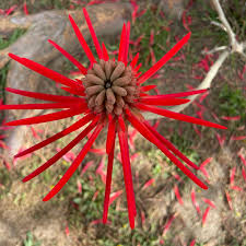 Image result for Corallocarpus triangularis