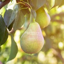 Image result for Pycreus pauper