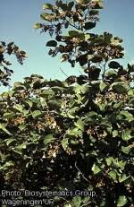 Image result for Piliostigma thonningii