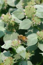 Maybe you would like to learn more about one of these? North Creek Nurseries
