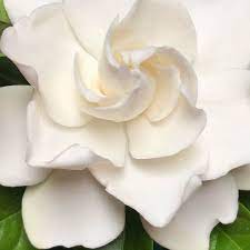 Gardenia 6 Of The Most Enchanting Flowers That Start With G Garden Gardening Flowers Flowergarden Gard Amazing Flowers Flowers Flower Pot Garden