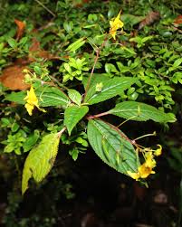 Image result for Balsaminaceae