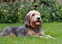 Save The Forgotten Certain British Dog Breeds Facing Extinction Otterhound British Dog Breeds British Dog