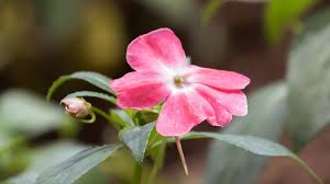 Image result for Impatiens wallerana