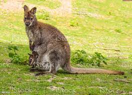 Kangaroo Mother With A Baby In Her Pouch Sitting In The Grass Stock Photo Download Image Now Istock