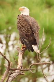 Birds That Look Like Eagles In Florida Bald Eagle Merritt Island Nwr Florida Bald Eagle Birds Of Prey Pet Birds