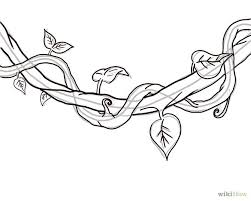 How To Draw A Jungle Vine Vine Drawing Jungle Drawing Flower Drawing