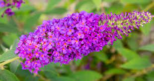 Shrubs And Perennials To Attract Butterflies Attract Butterflies Perennials Butterfly Bush