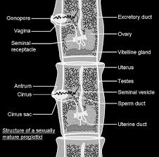 A liver fluke (bovine faciolosis) is a parasitic nematode worm that can cause substantial liver damage within its host. What Are The Differences Between Flukes And Tapeworms Quora