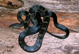 Black And Yellow Snake Georgia Poisonous Black Rat Snake Rat Snake Black Rat Snake