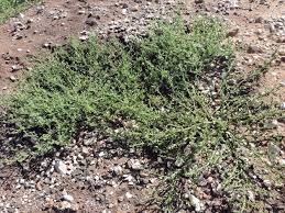 Image result for Sphaeranthus peduncularis