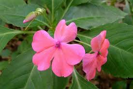 Image result for Impatiens keilii