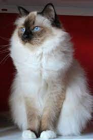 Beautiful Birman Https Www Facebook Com Adolf Unico Photos A 1463443830547014 2174608262763897 Type 3 Theater Cats And Kittens Ragdoll Cat Cats