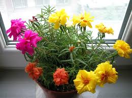 Ipek Cicegi Kedi Tirnagi Portulaca Grandiflora