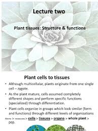 Check spelling or type a new query. 2nd Lecture Plant Tissues Plant Stem Tissue Biology