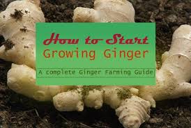 Maybe you would like to learn more about one of these? How To Grow Ginger Step By Step Guide Farming Method
