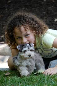 We did not find results for: Smith Schnauzers Smith Schnauzers Miniature Schnauzers Toy Mini Merle Schnauzers Of Virginia Nathalie Va