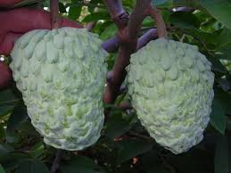 Cherimoya Cherimoya Fruit Trees African