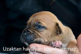 Kopek Ile Ilgili Anlamli Sozler Anlamli Sozler