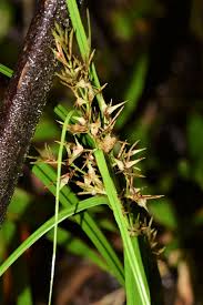 Image result for Pauridiantha paucinervis