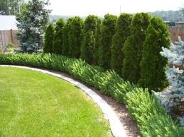 For planting in a mixborder, it is better to choose resistant and hardy plants. Awesome Fence With Evergreen Plants Landscaping Ideas 64 Landscaping Along Fence Landscape Edging Fence Landscaping