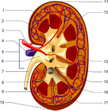 Blood pressure is considered elevated when … Renal Artery Wikipedia