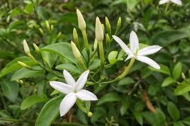 Tipps, tricks und tolle angebote für einen mediterranen garten. Mediterrane Pflanzen Die 10 Wichtigsten Stauden Geholze Tipps