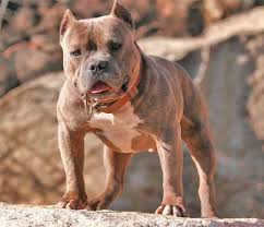 Razor edge pitbull puppies have the big head with the short blocky snout. Bully Pit Bull Studs The Blue Pit Bull Razors Edge Dog