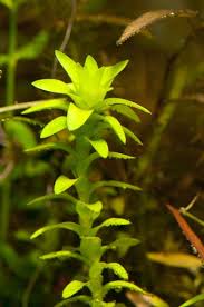 Image result for Limnophila fluviatilis