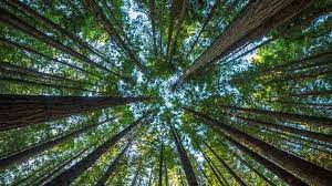 Slang term used for marijuana. What Would Happen If All The World S Trees Disappeared Bbc Future