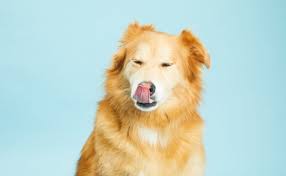 When they do, it's essential as a dog parent to know how to treat it naturally or possibly with benadryl. When Should I Give My Dog Benadryl Bark