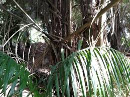 Image result for Erythroxylum platycladum