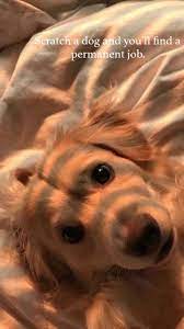 Love Dogs Golden Puppies Dogs Cute Puppy Wallpaper