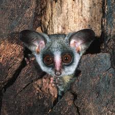 Unlimited print runs and digital. Bushbabies Are Cute Does That Hurt Their Conservation